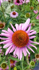 Obraz premium Close up of pink purple cone folwer