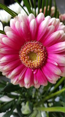 Close up of pink and white gerbera flower