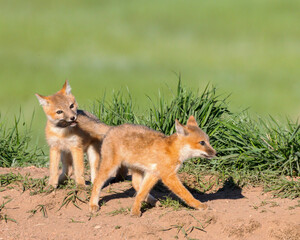 Obraz premium A red fox pup playfully bites the tail of his sibling.