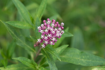 Cinderella Butterfly Weed