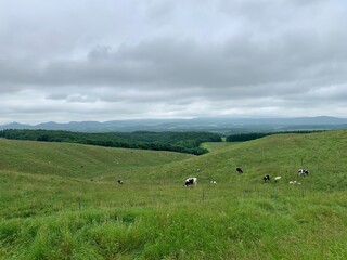 Fototapeta premium 900草原展望台 牧場 ホルスタイン 雌阿寒岳 雄阿寒岳 北海道