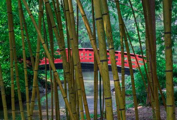 a red bridge is partially hidden behind golden bamboo. graffiti has been carved into the bamboo by enkind visitors.