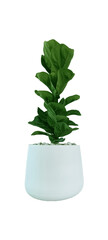 Collard greens tree in the tree pot on white background for create the best your work.
