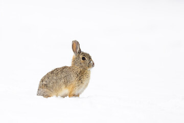 A cottontail rabbit stands out against the snow.