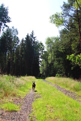 Wanderung auf dem Nordpfad Federlohmühlen im Landkreis Rotenburg Wümme | Deutscher Pinscher