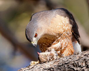 A Cooper's hawk makes a meal of a house sparrow in Wyoming.