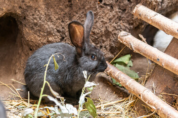 Naklejka na ściany i meble Big beautiful rabbits, bunny near a rabbit-hole (form)