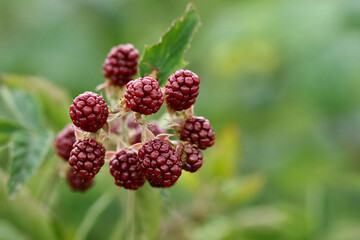 Brombeere Rubus sect. Rubus unreife Früchte