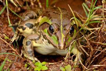 Edible frog or green frog commonly known as common water frog