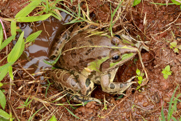 Edible frog or green frog commonly known as common water frog