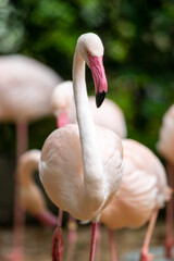 close up of a flamingo