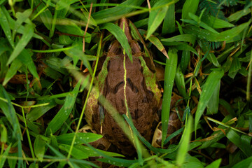 Edible frog or green frog commonly known as common water frog