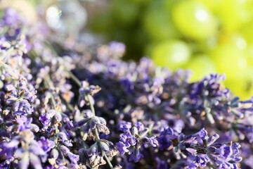 Heap of beautiful lavender flowers, closeup