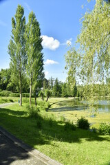 Deux peuplier sous le soleil près d'un étang couvert de mousse au parc des Etangs Mellaert à Woluwe-St-Pierre 