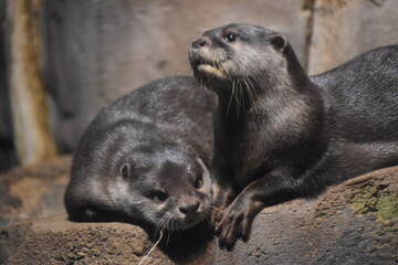 otter on the rocks