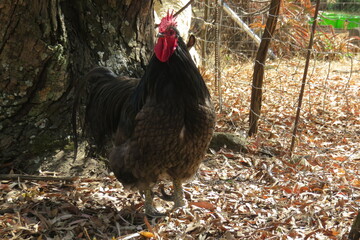 A closeup photograph of a large black cockerel rooster with a red comb standing in front of a tree...
