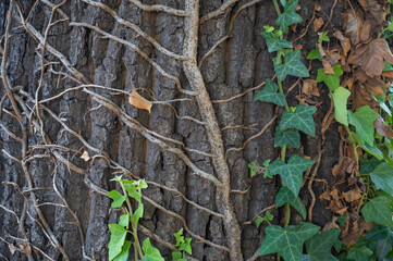 Barmbeker Friedenseiche Detail