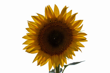 sunflower isolated on white. Yellow flower.