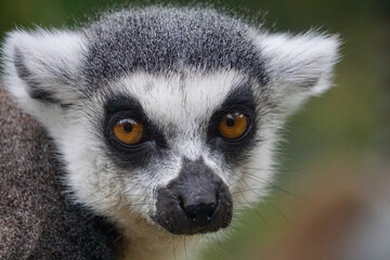 Fototapeta na wymiar ring lemur