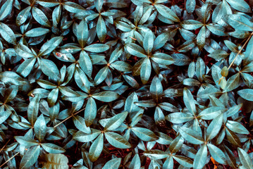 Obraz premium blue and yellow leaves