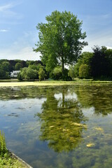 Fototapeta na wymiar Les eaux transparentes de l'étang principal envahie par les algues et les micro-organismes en décomposition sous l'effet de la chaleur aux Etangs Mellaerts à Woluwe-St-Pierre