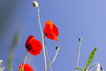 Mohnbl&uuml;ten mit blauem Himmel im Hintergrund