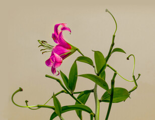 The lonely last blossom of oriental lily in the garden