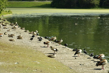 Canards et bernache du Canada sur le quai des barques aux Etangs Mellarts à Woluwe-St-Pierre