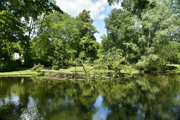 Fototapeta na wymiar Végétation luxuriante au printemps au bord d'un des étang du parc de Woluwe à l'est de Bruxelles 