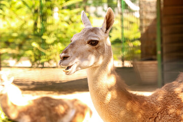 Cute guanaco in zoological garden