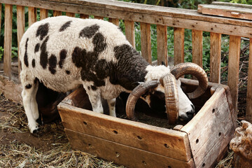 Cute Jacob sheep on farm