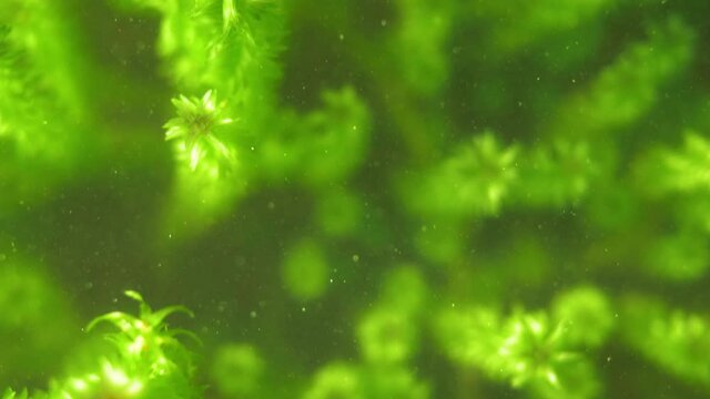 Overhead View Of Canadian Waterweed Sprouts Underwater