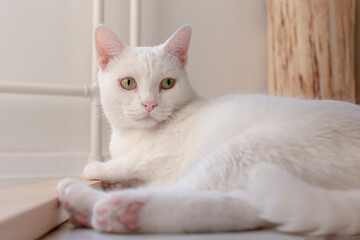 A beautiful white cat, close-up, lies on the floor of the house.