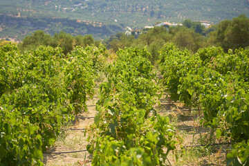 Fototapeta na wymiar Vineyards in the mountains of Crete with blurred hills on the background.