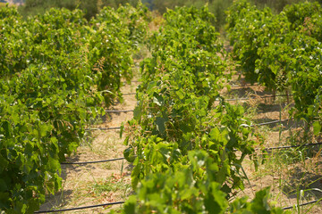 Fototapeta na wymiar Vineyards in the mountains of Crete Greece.