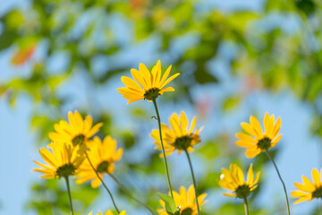 yellow flowers on sky