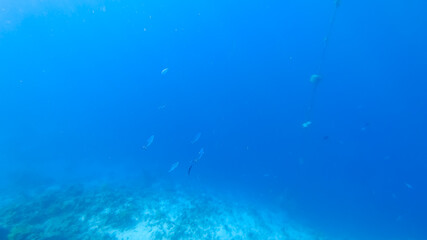 schools of blue fish are swimming in the depths of the blue sea.