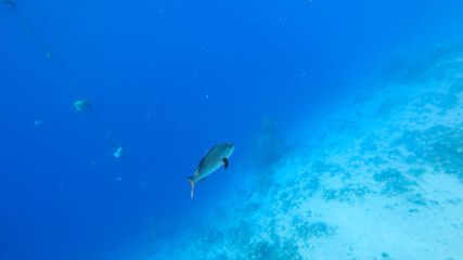 a large tropical fish swims at the bottom of the sea, swim away into the distance.