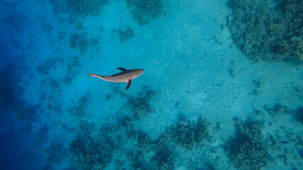 Fototapeta premium predatory tropical fish swims on the seabed amid coral in search of prey.
