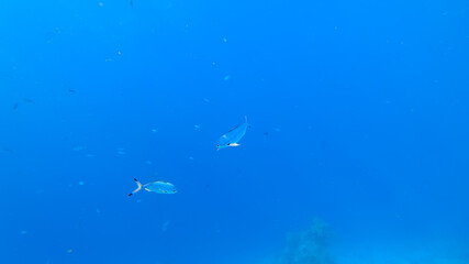 two beautiful blue tropical fish swim against the background of the blue sea, through the surface of which sunlight penetrates.
