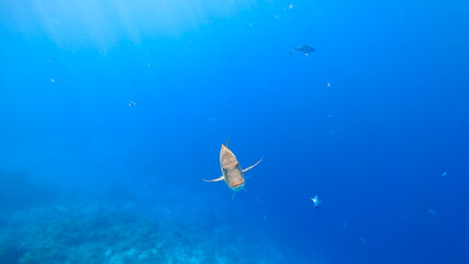 tropical fish swims out of the blue sea background, swims straight into the camera with a menacing look.