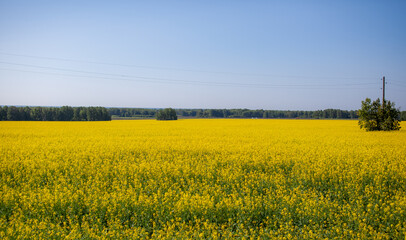 Yellow rapeseed flowers in a field against a blue sky. yellow rapeseed flowers, rape, colza, rapaseed, oilseed, canola, closeup against s sunny blue sky