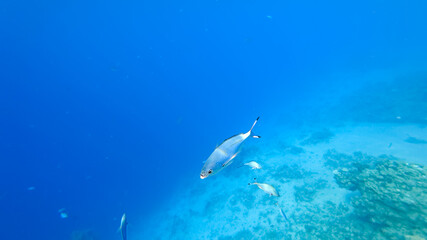 illuminated by rays of light against the background of the seabed, small blue fishes are swimming.