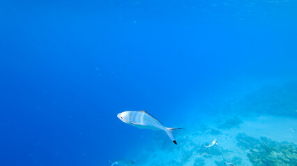 illuminated by rays of light against the background of the seabed, small blue fishes are swimming.