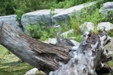great blue heron (Ardea herodias) stands behind a tree stump, cloudy conditions