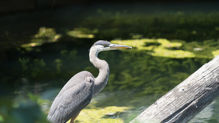 great blue heron (Ardea herodias) standing near a pond