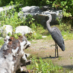great blue heron (Ardea herodias) standing on a shore 