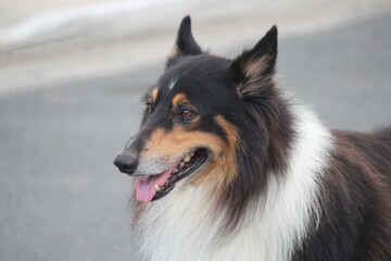 cachorro au au - canis lupus familiaris