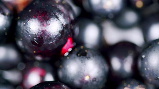 Black currant closeup rotation top view. Rich crop of berries of black currant.