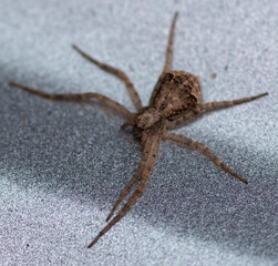 spider shot in macro on car